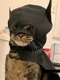 Commenters avatar