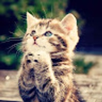 Commenters avatar