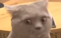 Commenters avatar