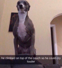 Commenters avatar
