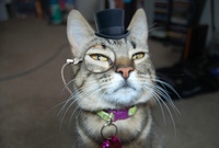 Commenters avatar