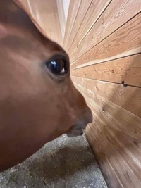 Commenters avatar