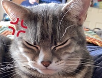 Commenters avatar