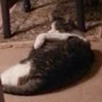 Commenters avatar