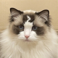 Commenters avatar